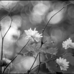 Fiori bianchi delicati, con un effetto sfuocato e bokeh sullo sfondo.