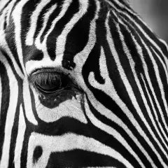 Immagini bianco e nero semplici: primo piano dell'occhio di una zebra, con le sue strisce iconiche che creano un motivo ipnotico.