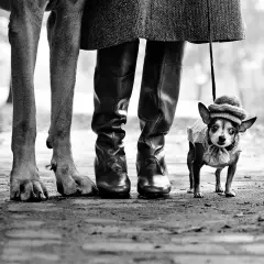 Elliot fotografo cattura un chihuahua con cappellino e maglioncino, accanto alle zampe di un cane più grande e stivali di pelle.