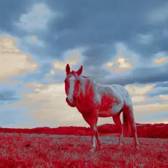 Cavallo bianco e rosso in un campo, con cielo nuvoloso. Questa foto infrarossi cattura un paesaggio surreale.