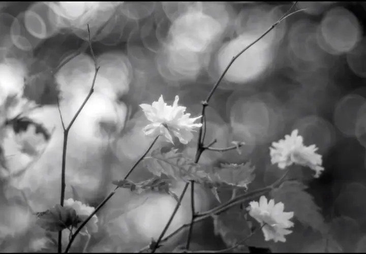 Fiori bianchi delicati, con un effetto sfuocato e bokeh sullo sfondo.