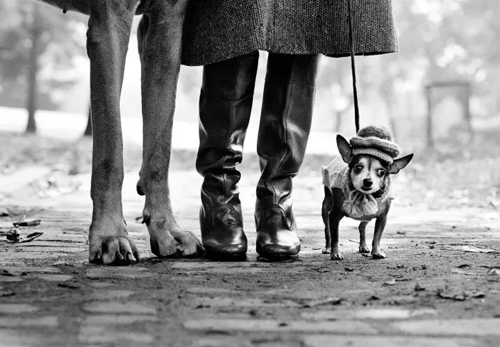 Elliot fotografo cattura un chihuahua con cappellino e maglioncino, accanto alle zampe di un cane più grande e stivali di pelle.