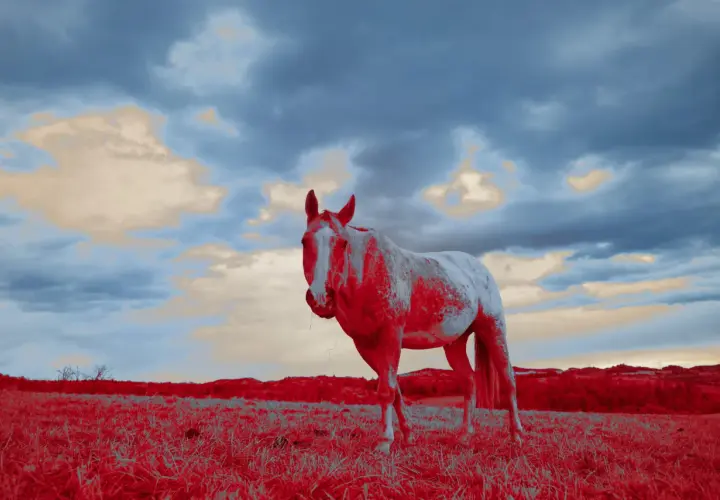Cavallo bianco e rosso in un campo, con cielo nuvoloso. Questa foto infrarossi cattura un paesaggio surreale.