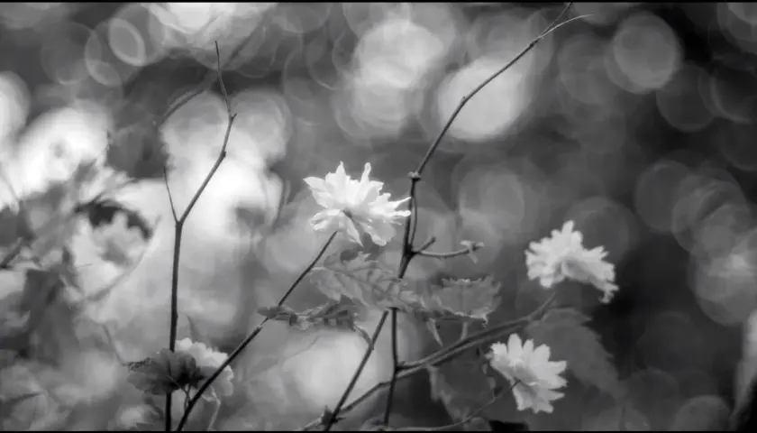 Fiori bianchi delicati, con un effetto sfuocato e bokeh sullo sfondo.