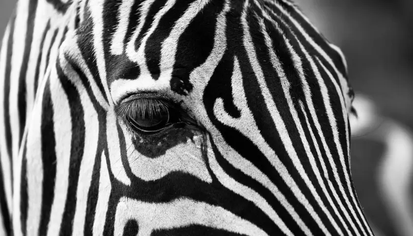 Immagini bianco e nero semplici: primo piano dell'occhio di una zebra, con le sue strisce iconiche che creano un motivo ipnotico.