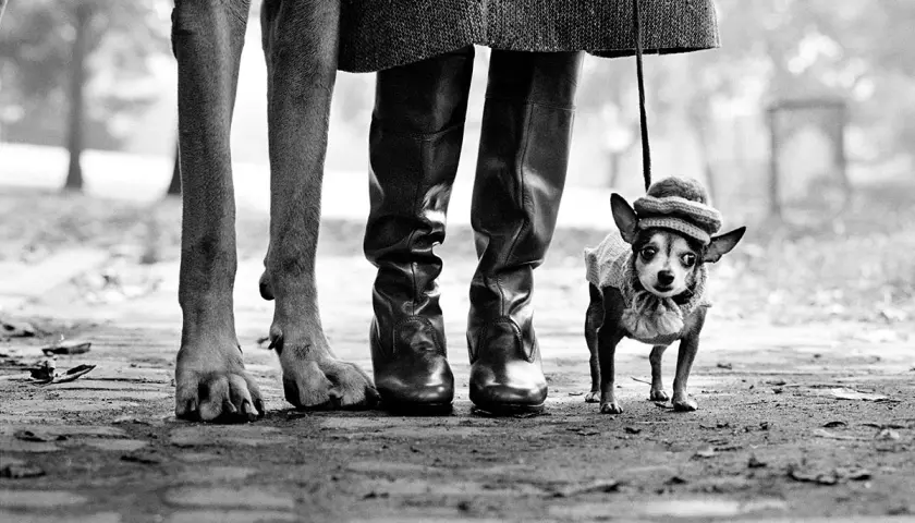 Elliot fotografo cattura un chihuahua con cappellino e maglioncino, accanto alle zampe di un cane più grande e stivali di pelle.