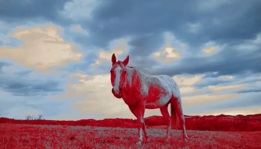 Cavallo bianco e rosso in un campo, con cielo nuvoloso. Questa foto infrarossi cattura un paesaggio surreale.