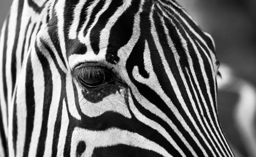Bianco e nero semplici - Guida per foto che funzionano davvero