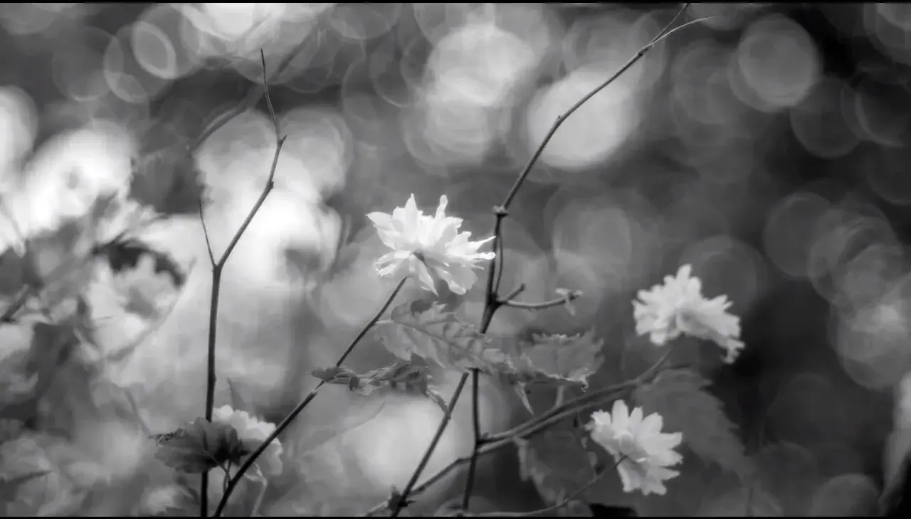 Fiori bianchi delicati, con un effetto sfuocato e bokeh sullo sfondo.