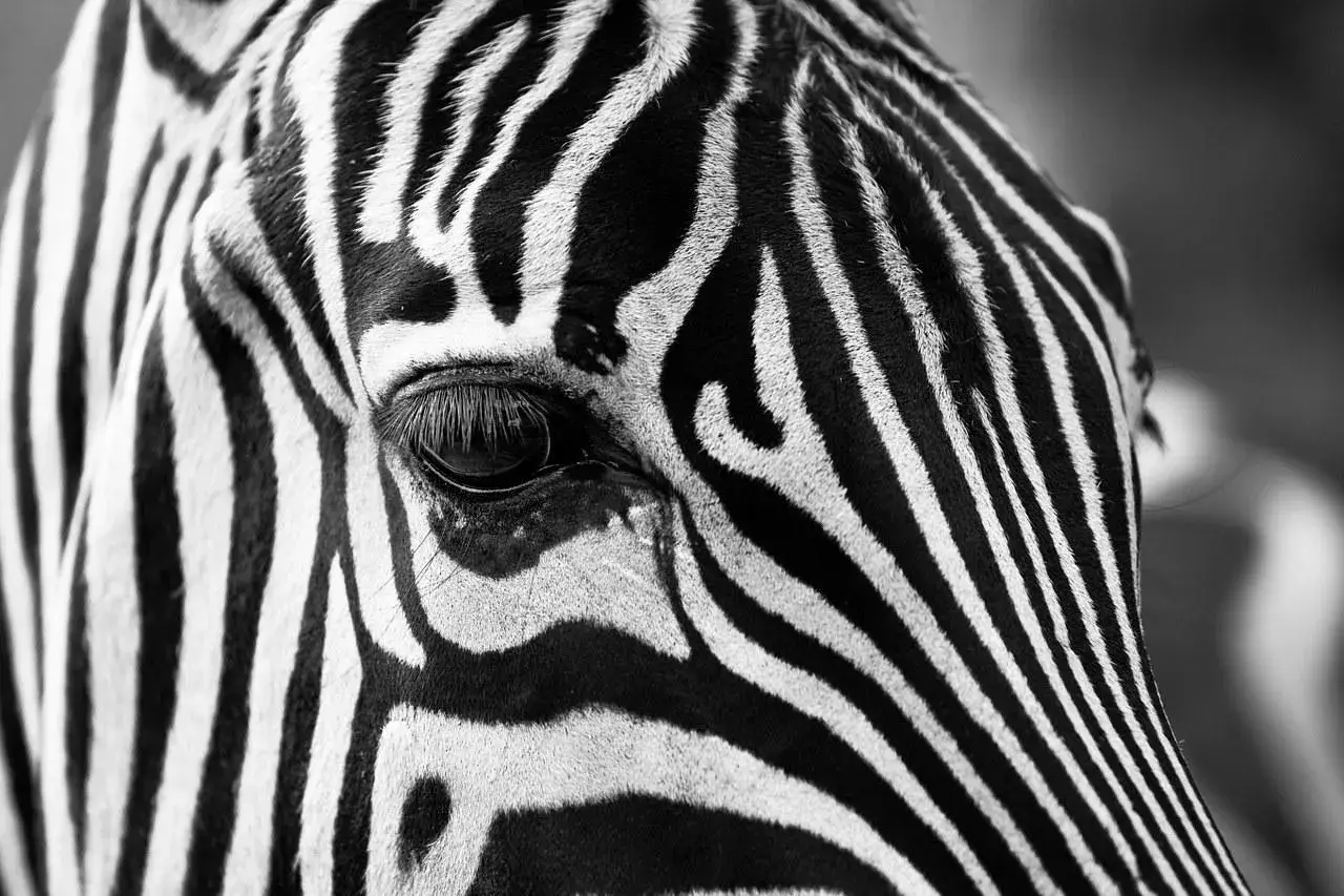Immagini bianco e nero semplici: primo piano dell'occhio di una zebra, con le sue strisce iconiche che creano un motivo ipnotico.