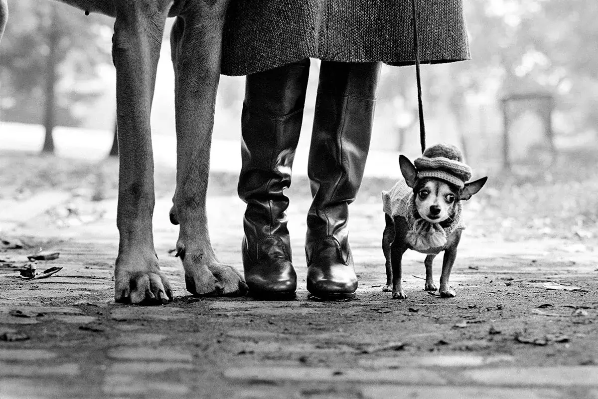 Elliot fotografo cattura un chihuahua con cappellino e maglioncino, accanto alle zampe di un cane più grande e stivali di pelle.