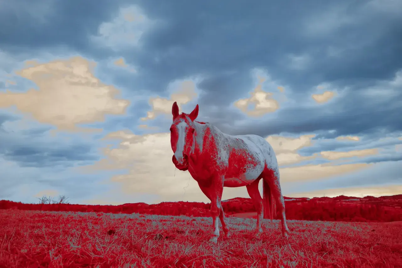 Cavallo bianco e rosso in un campo, con cielo nuvoloso. Questa foto infrarossi cattura un paesaggio surreale.