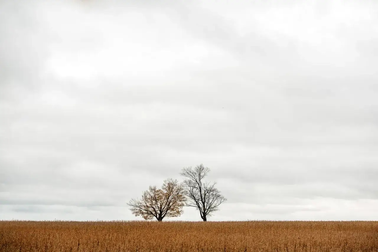 Due alberi solitari su un campo dorato, in una foto minimal con cielo nuvoloso.