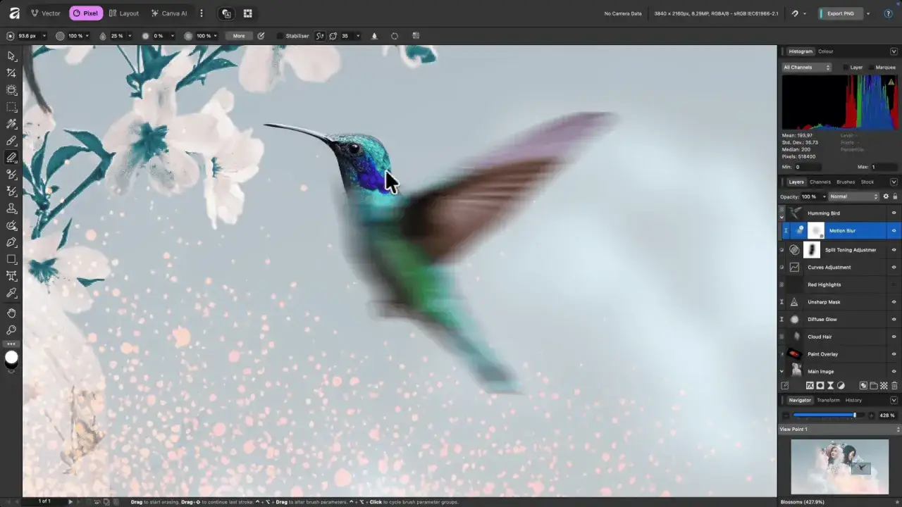 Colibrì in volo con ali sfocate, effetto motion blur in Affinity v2. Fiori bianchi e particelle luminose sullo sfondo.