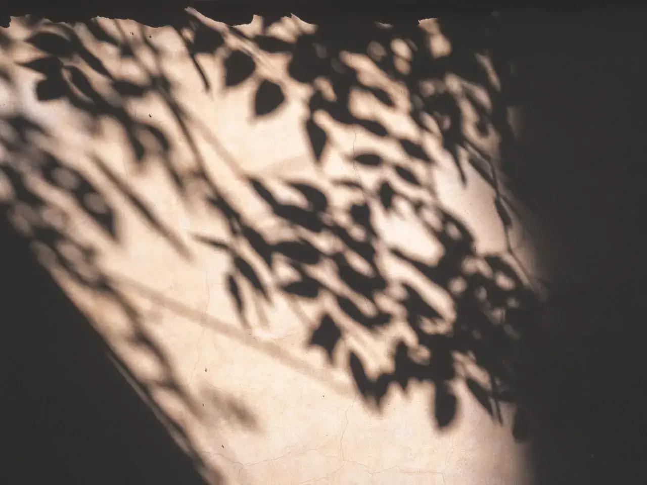L'effetto ombra di foglie danzanti su un muro screpolato crea un'atmosfera suggestiva e naturale.
