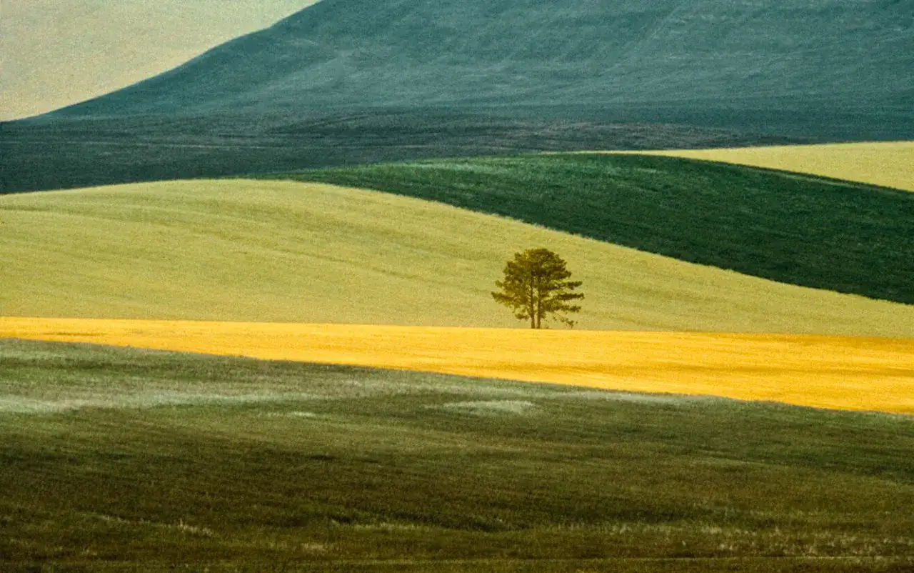 Un singolo albero solitario su un campo giallo, in una franco fontana foto di colline ondulate con strisce di verde e blu.