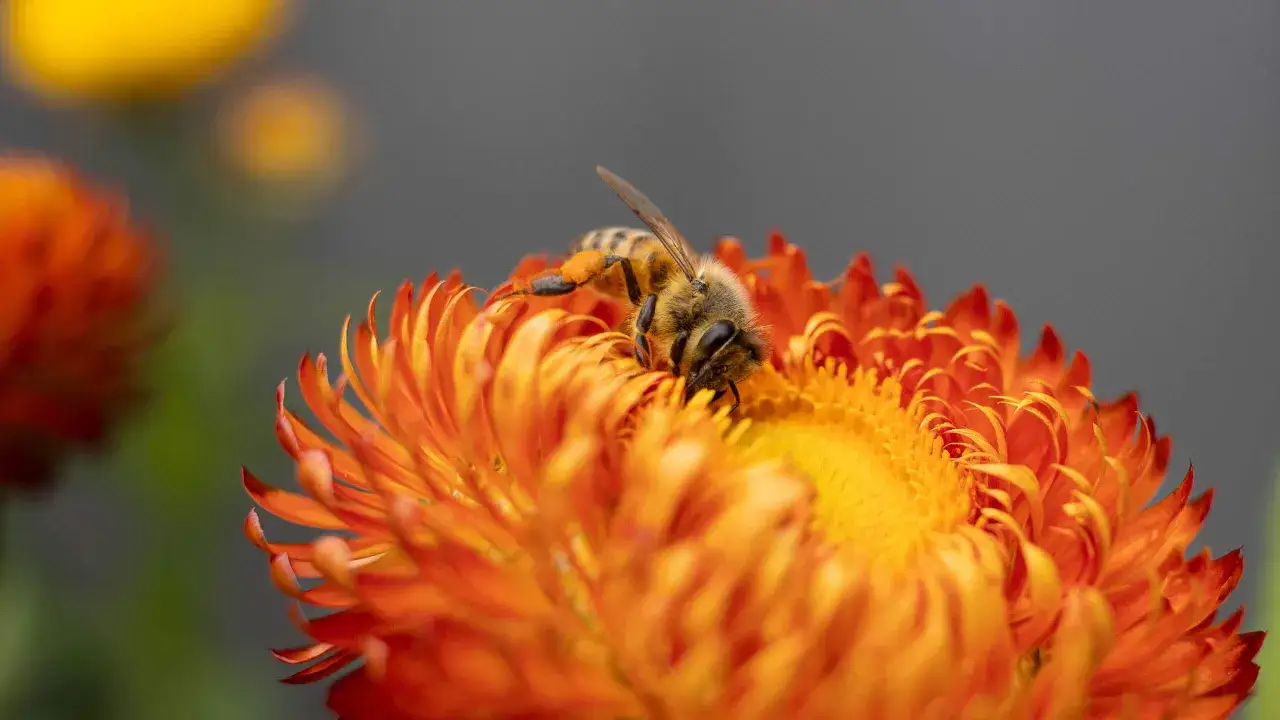 Ape su un fiore arancione, catturata con un macro obiettivo che rivela dettagli incredibili.