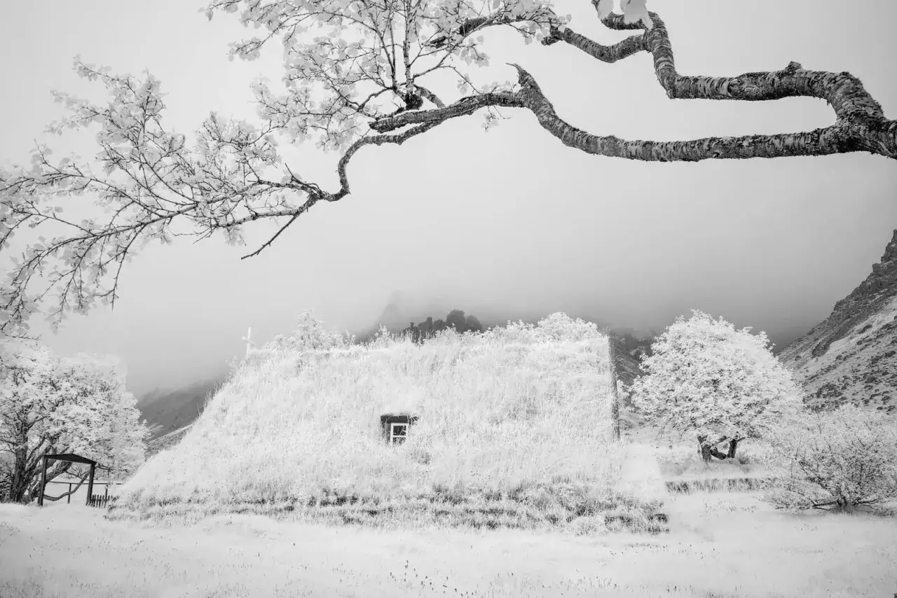 Casa con tetto d'erba e un piccolo albero, in una suggestiva foto infrarossi.