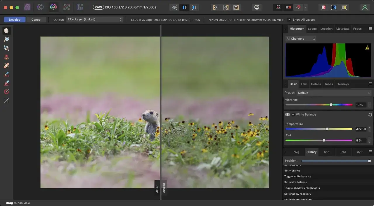 Un roditore tra fiori selvatici, con un confronto prima/dopo dell'elaborazione in Affinity Photo. Recensione del software.