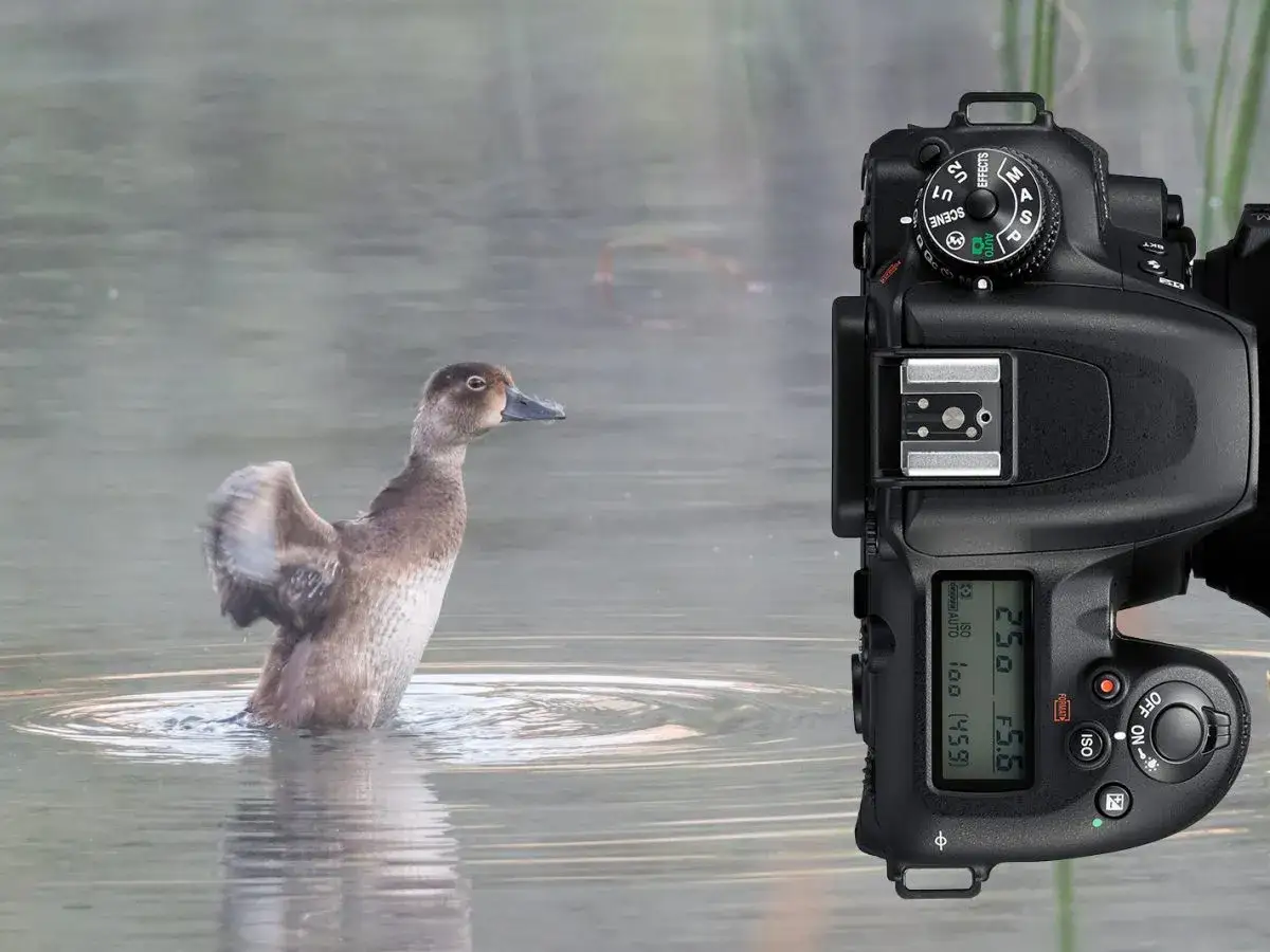 Anatra in acqua con ali spiegate, ripresa da una Nikon D7500. Le caratteristiche della fotocamera sono visibili.