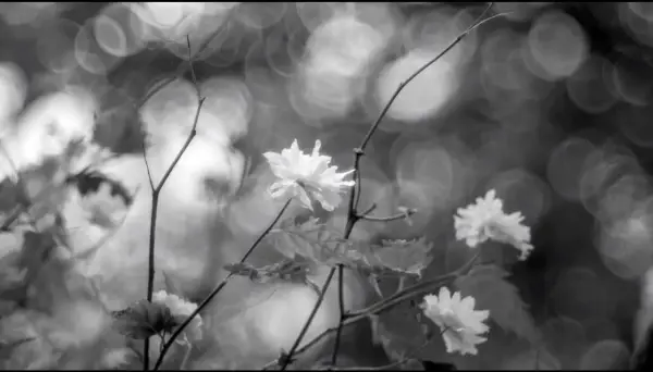 Fiori bianchi delicati, con un effetto sfuocato e bokeh sullo sfondo.